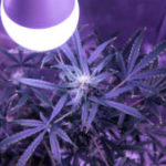 flowering marihuana buds indoor. Growing medical cannabis 2019