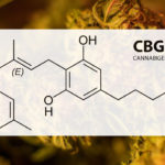 Cannabigerol (CBG) in Medical Marijuana Studies