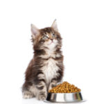 maine coon kitten sitting with a bowl of dry cat food and lookin