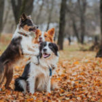 obedient dog breed border collie. Portrait, autumn, nature, tricks, training