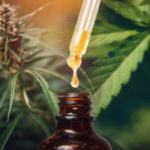 Concept medical marijuana. Cannabis CBD oil extracts in jars herb and leaves