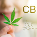CBD cannabidiol Leaf of cannabis in the hands of a kid child . Concepts of using marihuna for medicinal purposes for children, Medical use of non-psychoactive cannabidiol CBD