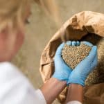 Hands with blue latex gloves taking seeds of CBD hemp from sack in factory forming heart